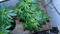 drobes 23 06 22 007