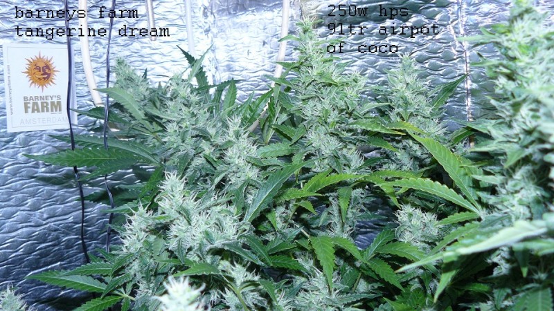 drobes 23 06 22 017