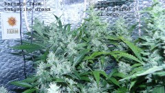 drobes 23 06 22 017