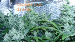 drobes 23 06 22 018