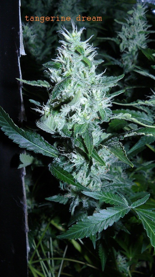 drobes 23 06 22 021