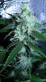drobes 23 06 22 023