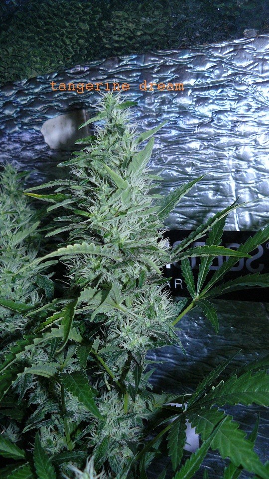 drobes 23 06 22 024