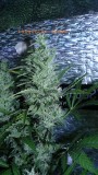 drobes 23 06 22 024