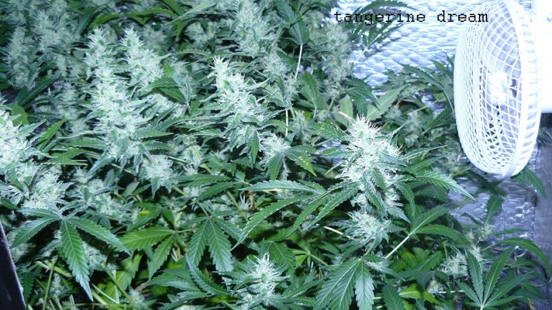 drobes 23 06 22 026