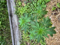 IMG_4669[1]