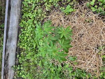 IMG_4670[1]
