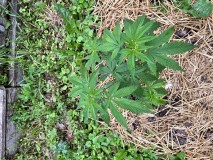 IMG_4672[1]