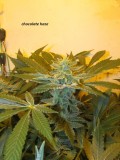 46 days (7)