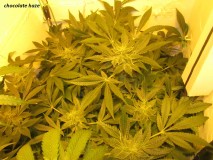 46 days (8)