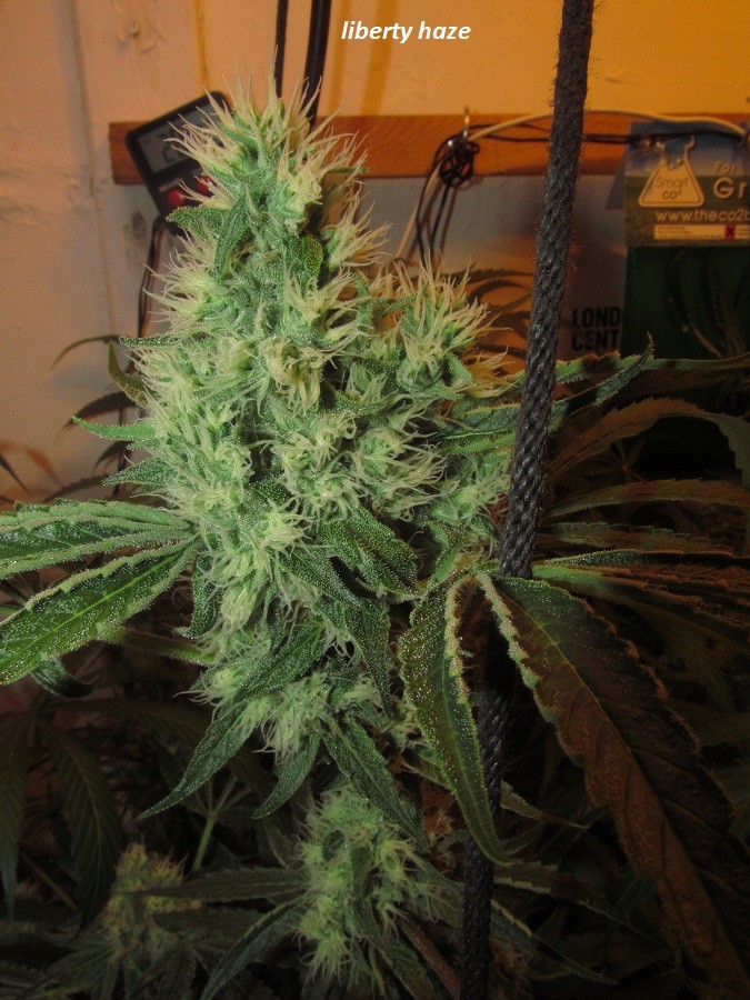 46 days (12)