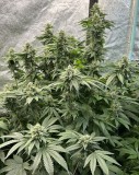 242D0638-EFDA-46C2-94AF-26785BE33CBF