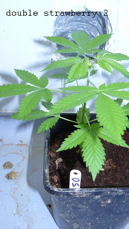 drobes 30 06 22,td 010