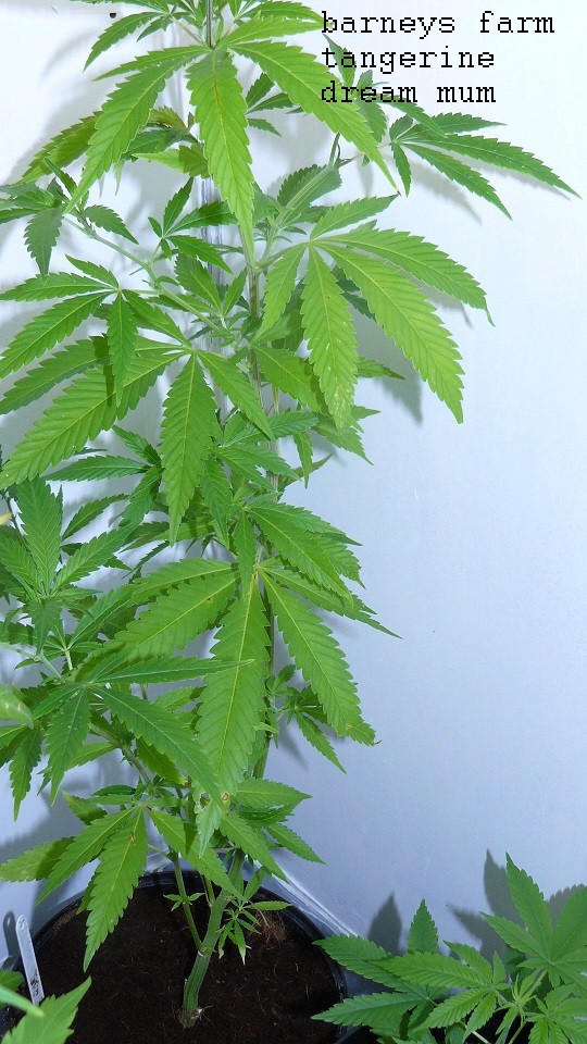 drobes 30 06 22,td 011