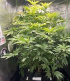 hydro mommy before prune