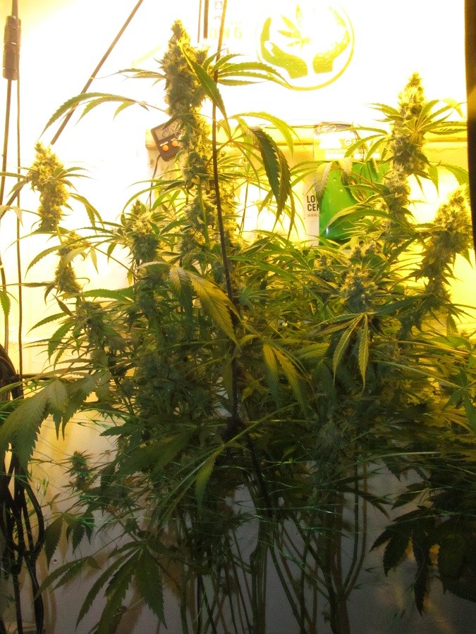 53 DAYS BLOOM  (1)