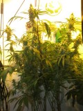 53 DAYS BLOOM  (1)