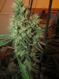 53 DAYS BLOOM  (2)
