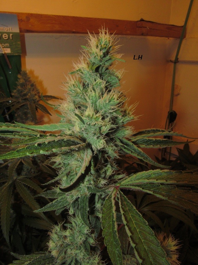 53 DAYS BLOOM  (3)