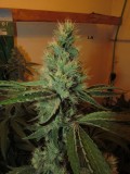 53 DAYS BLOOM  (3)