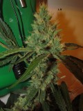 53 DAYS BLOOM  (4)