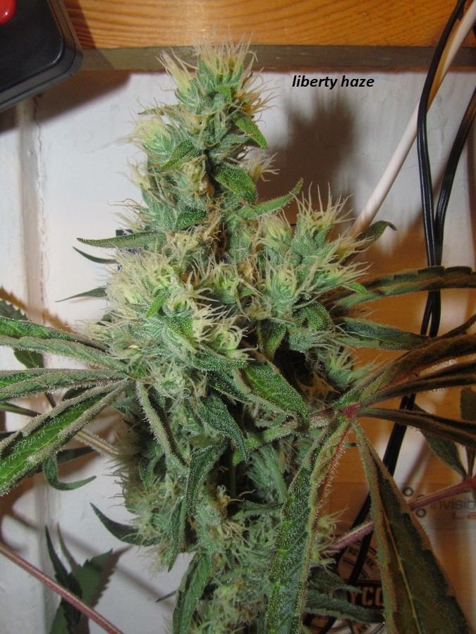 53 DAYS BLOOM  (5)