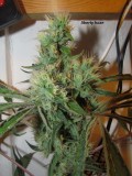 53 DAYS BLOOM  (5)