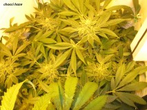 53 DAYS BLOOM  (7)