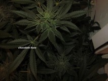 53 DAYS BLOOM  (8)