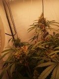 IMG_20220704_055125