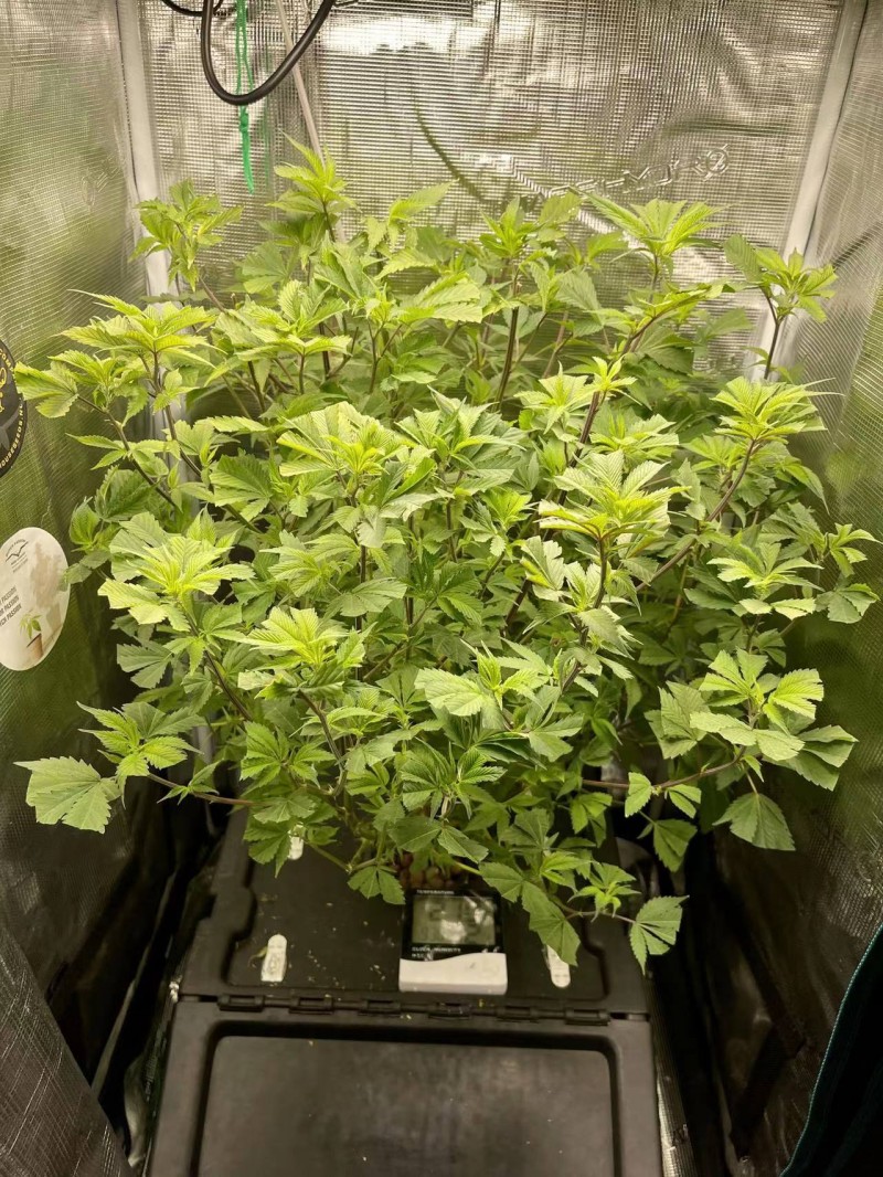 hydro mommy after prune 2 days later