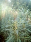 IMG_20220707_071942