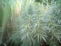 IMG_20220707_072300