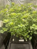 hydro mommy after prune 4 days later