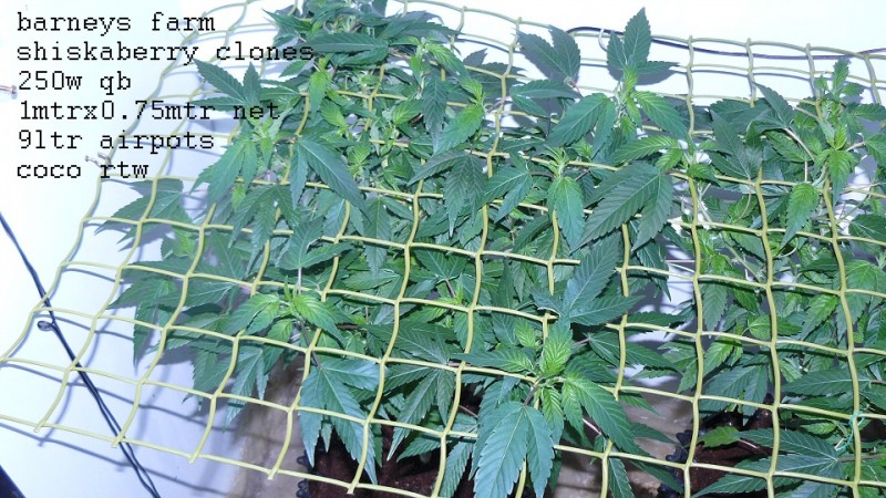 drobes 070722 001