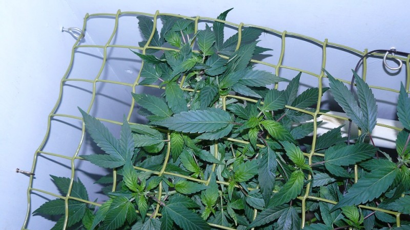 drobes 070722 004