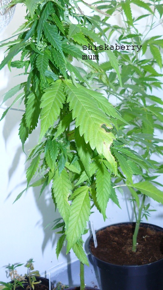 drobes 070722 010