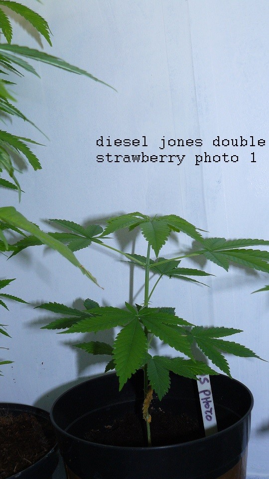 drobes 070722 011