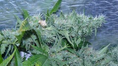 drobes 070722 015