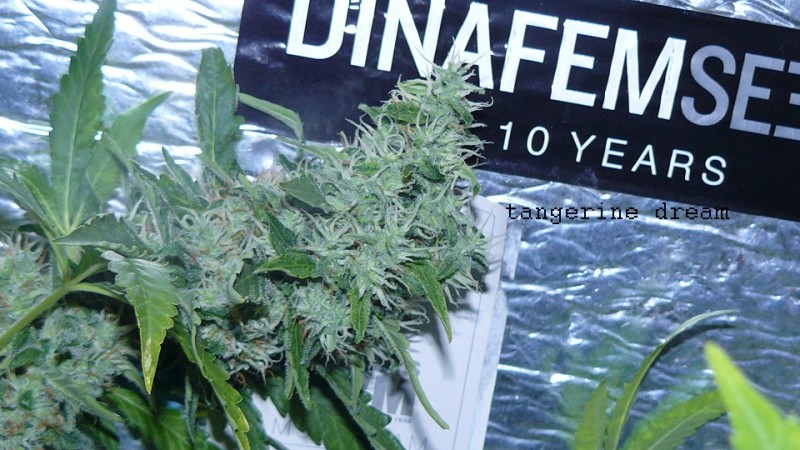 drobes 070722 016
