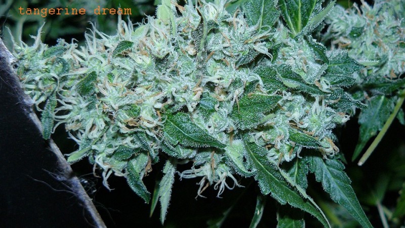 drobes 070722 020