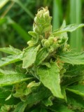 IMG-20211202-WA0004~2