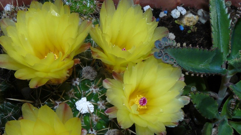 cacti flower 004