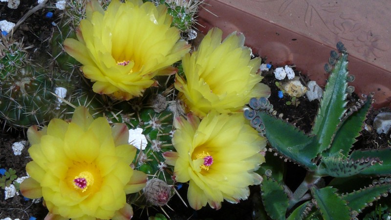 cacti flower 005