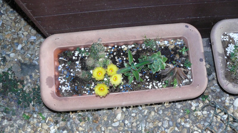 cacti flower 007