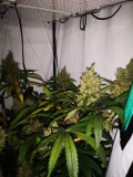 IMG_20220709_201107