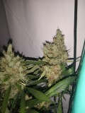 IMG_20220709_201113