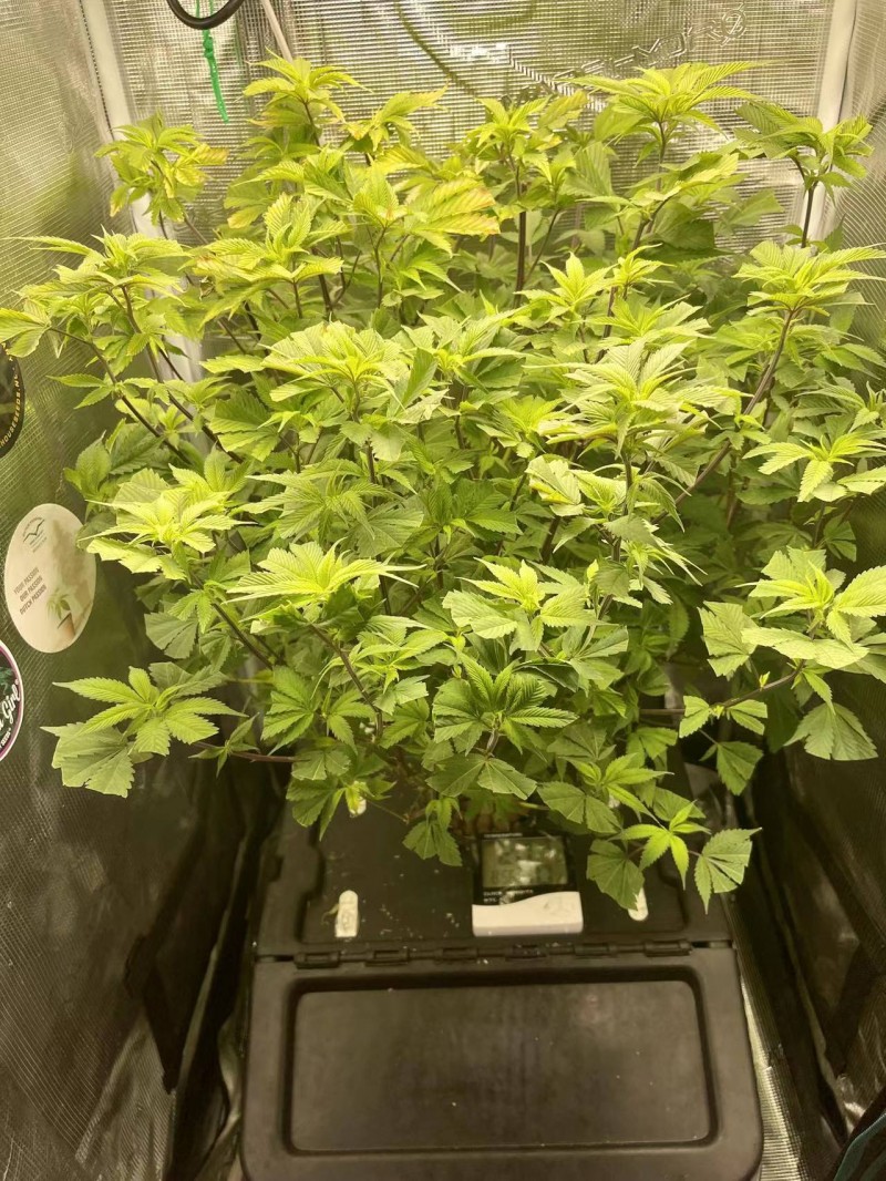 hydro mommy after prune 7 days later