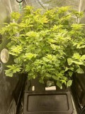 hydro mommy after prune 7 days later