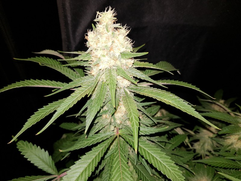 Bsv Boss Skunk #4